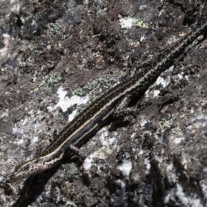Pseudemoia spenceri at Mount Clear, ACT - 10 Feb 2018