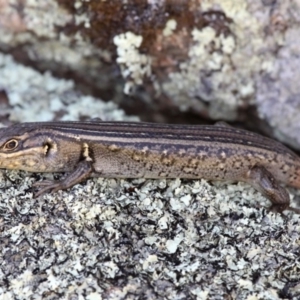 Liopholis whitii at Mount Clear, ACT - 11 Feb 2018