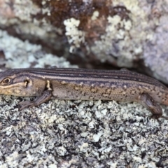 Liopholis whitii (White's Skink) at Mount Clear, ACT - 10 Feb 2018 by HarveyPerkins