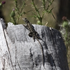 Amphibolurus muricatus (Jacky Lizard) at Mount Clear, ACT - 11 Feb 2018 by HarveyPerkins