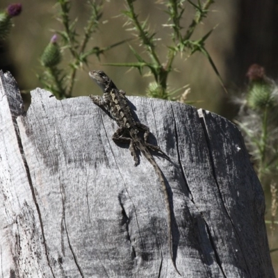 Amphibolurus muricatus (Jacky Lizard) at Namadgi National Park - 11 Feb 2018 by HarveyPerkins