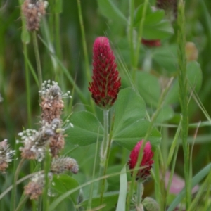 Trifolium incarnatum at Fyshwick, ACT - 29 Oct 2016