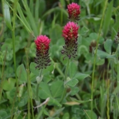 Trifolium incarnatum at Fyshwick, ACT - 29 Oct 2016