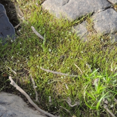 Limosella australis (Austral Mudwort) at Molonglo River Reserve - 12 Feb 2018 by michaelb