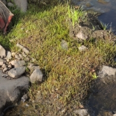 Limosella australis (Austral Mudwort) at Molonglo River Reserve - 12 Feb 2018 by michaelb