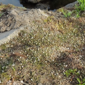 Limosella australis at Molonglo River Reserve - 12 Feb 2018