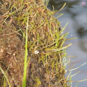 Limosella australis at Molonglo River Reserve - 12 Feb 2018