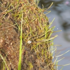 Limosella australis at Molonglo River Reserve - 12 Feb 2018