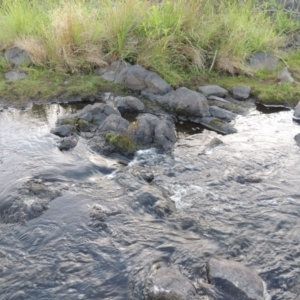 Limosella australis at Molonglo River Reserve - 12 Feb 2018