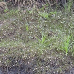 Limosella australis at Molonglo River Reserve - 12 Feb 2018