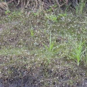 Limosella australis at Molonglo River Reserve - 12 Feb 2018