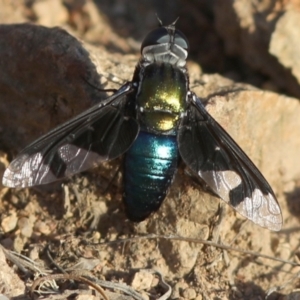 Palirika decora at Coree, ACT - 14 Feb 2018