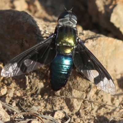 Palirika decora (A beefly) at Coree, ACT - 13 Feb 2018 by JudithRoach