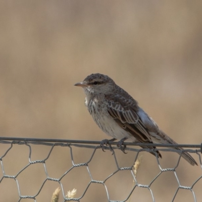 Lalage tricolor (White-winged Triller) at Murrumbateman, NSW - 13 Feb 2018 by SallyandPeter