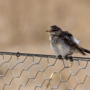 Lalage tricolor at Murrumbateman, NSW - 13 Feb 2018 11:35 AM