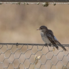 Lalage tricolor at Murrumbateman, NSW - 13 Feb 2018 11:35 AM