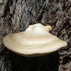 Laetiporus portentosus at Isaacs, ACT - 14 Feb 2018 11:27 AM