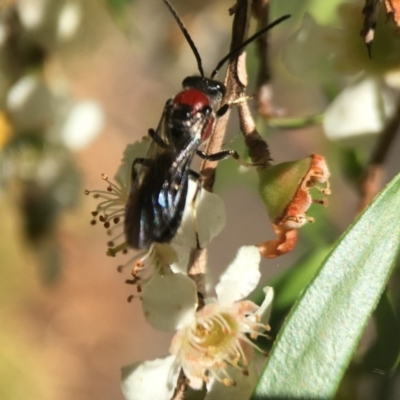 Lasioglossum (Callalictus) callomelittinum (Halictid bee) at Canberra Central, ACT - 11 Feb 2018 by PeterA
