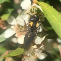 Leioproctus (Leioproctus) irroratus (Yellow-shouldered Bee) at ANBG - 11 Feb 2018 by PeterA