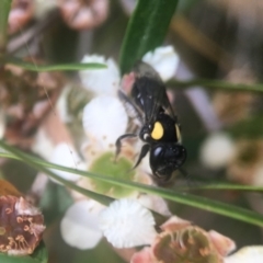 Leioproctus (Leioproctus) irroratus at Canberra Central, ACT - 12 Feb 2018 10:38 AM