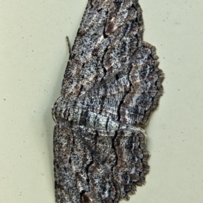 Ectropis bispinaria (Loop-line Bark Moth) at Banks, ACT - 13 Feb 2018 by UserfaKgHkxs