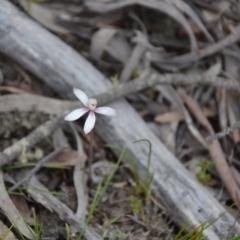 Caladenia sp. (A Caladenia) at QPRC LGA - 29 Oct 2016 by natureguy