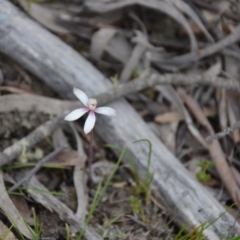Caladenia sp. at Wamboin, NSW - 29 Oct 2016 by natureguy