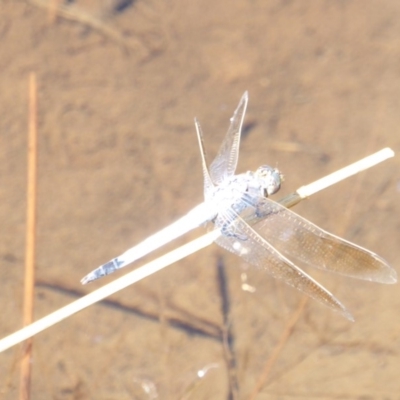 Orthetrum caledonicum (Blue Skimmer) at Red Hill Nature Reserve - 13 Feb 2018 by JackyF