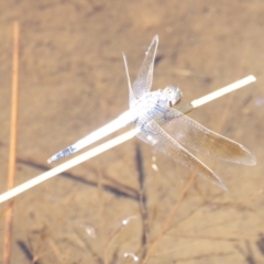 Orthetrum caledonicum at Deakin, ACT - 14 Feb 2018 10:25 AM