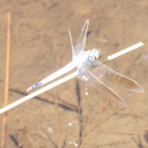 Orthetrum caledonicum at Deakin, ACT - 14 Feb 2018