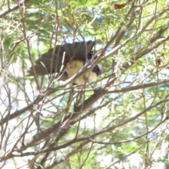 Rhipidura leucophrys (Willie Wagtail) at Deakin, ACT - 14 Feb 2018 by JackyF