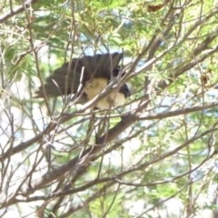 Rhipidura leucophrys (Willie Wagtail) at Deakin, ACT - 13 Feb 2018 by JackyF