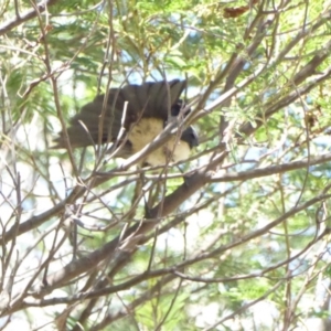 Rhipidura leucophrys at Deakin, ACT - 14 Feb 2018 10:16 AM