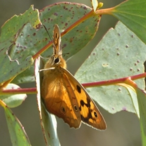 Heteronympha penelope at Booth, ACT - 9 Feb 2018