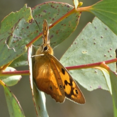 Heteronympha penelope (Shouldered Brown) at Booth, ACT - 8 Feb 2018 by Christine