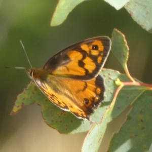 Heteronympha penelope at Booth, ACT - 9 Feb 2018 09:46 AM