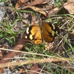 Heteronympha merope (Common Brown Butterfly) at Booth, ACT - 9 Feb 2018 by Christine