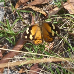 Heteronympha merope at Booth, ACT - 9 Feb 2018