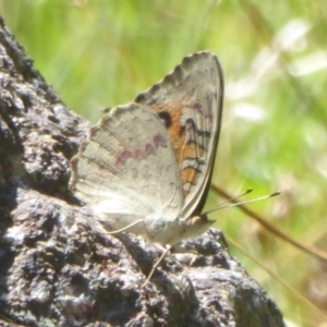 Junonia villida at Booth, ACT - 9 Feb 2018 12:06 PM