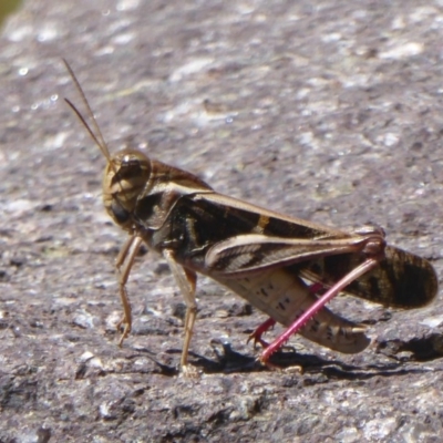 Gastrimargus musicus (Yellow-winged Locust or Grasshopper) at Booth, ACT - 9 Feb 2018 by Christine