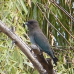 Eurystomus orientalis (Dollarbird) at Fyshwick, ACT - 9 Feb 2018 by Christine