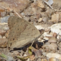 Junonia villida (Meadow Argus) at Fyshwick, ACT - 11 Feb 2018 by Christine