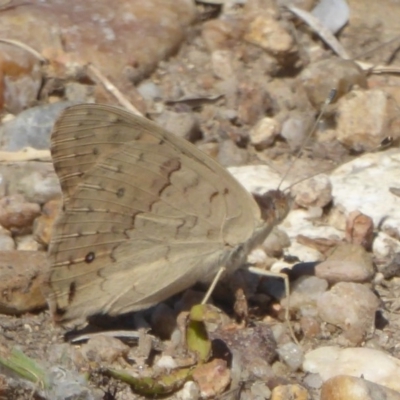 Junonia villida (Meadow Argus) at Jerrabomberra Wetlands - 11 Feb 2018 by Christine