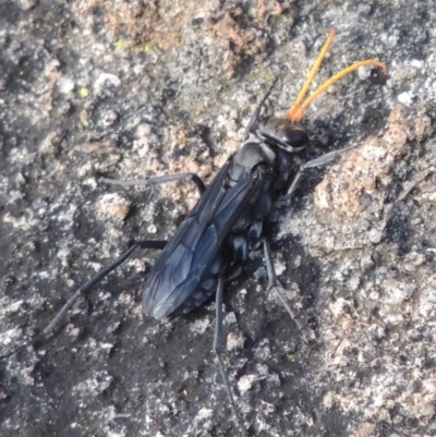 Pompilidae (family) (Unidentified Spider wasp) at Conder, ACT - 3 Feb 2018 by MichaelBedingfield
