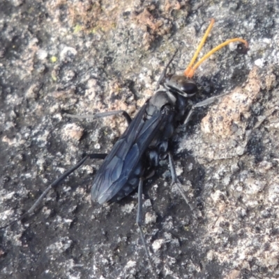 Pompilidae (family) (Unidentified Spider wasp) at Rob Roy Range - 3 Feb 2018 by MichaelBedingfield