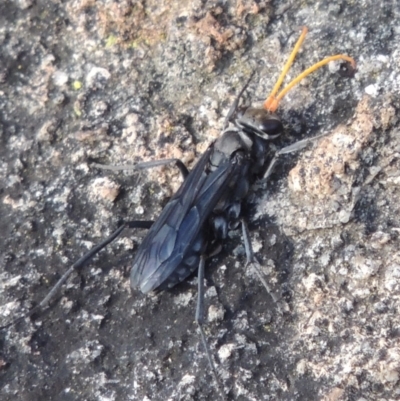 Pompilidae (family) (Unidentified Spider wasp) at Rob Roy Range - 3 Feb 2018 by michaelb