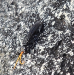 Pompilidae (family) at Conder, ACT - 3 Feb 2018