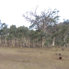 Eucalyptus rossii (Inland Scribbly Gum) at Rob Roy Range - 3 Feb 2018 by MichaelBedingfield