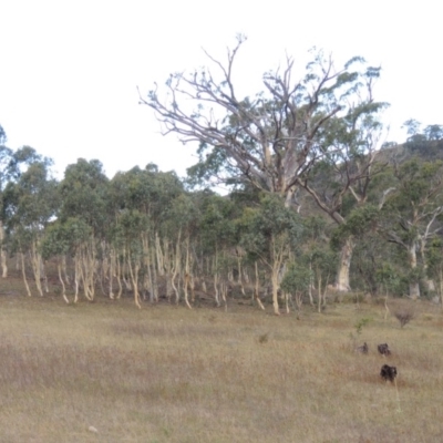 Eucalyptus rossii (Inland Scribbly Gum) at Rob Roy Range - 3 Feb 2018 by MichaelBedingfield