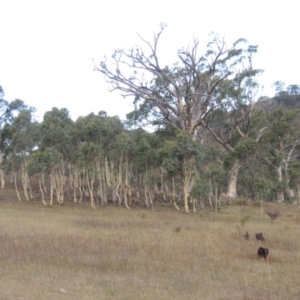 Eucalyptus rossii at Conder, ACT - 3 Feb 2018